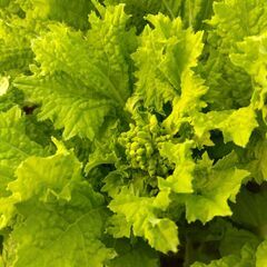 食用 菜の花 ナバナ 種子100粒＋ 2025年採種 農薬不使用の画像