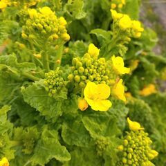 食用 菜の花 ナバナ 種子100粒＋ 2025年採種 農薬不使用の画像
