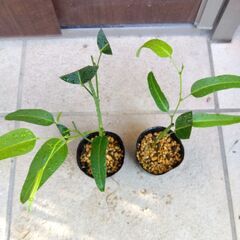 ハーデンベルギア（白）　挿し木苗　１ポット　2025年の画像