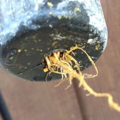 ハーデンベルギア（白）　挿し木苗　１ポット　2025年の画像