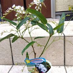 ハーデンベルギア（白）　挿し木苗　１ポット　2025年の画像