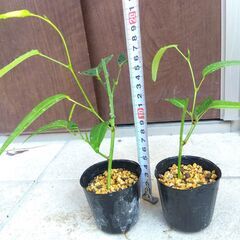 ハーデンベルギア（白）　挿し木苗　１ポット　2025年の画像