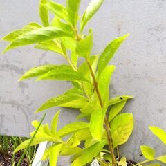 シロシキブ　白式部　実生苗丈約２０ｃｍ　１枝の苗　土付き抜き苗の画像