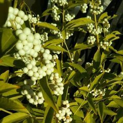 シロシキブ　白式部　実生苗丈約２０ｃｍ　１枝の苗　土付き抜き苗の画像