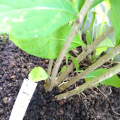 コムラサキシキブ 紫式部 実生苗 土付き抜き苗　丈約４０㎝　４～５枝株の画像