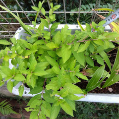 コムラサキシキブ 紫式部 実生苗 土付き抜き苗　丈約４０㎝　４～５枝株の画像