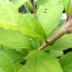 コムラサキシキブ 紫式部 実生苗 土付き抜き苗　丈約４０㎝　４～５枝株の画像