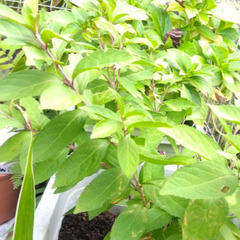 コムラサキシキブ 紫式部 実生苗 土付き抜き苗　丈約４０㎝　４～５枝株の画像