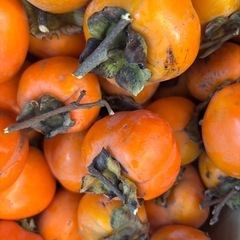 10ヶ入り
干し柿用　　渋柿の画像