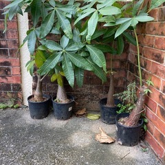 クワズイモ斑入りの画像