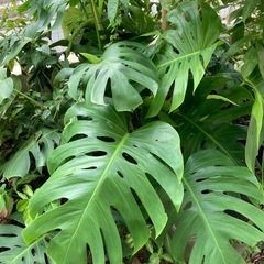 クワズイモ斑入りの画像