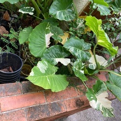 クワズイモ斑入りの画像