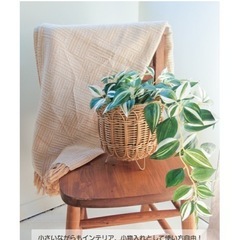 カゴ　バスケットの画像