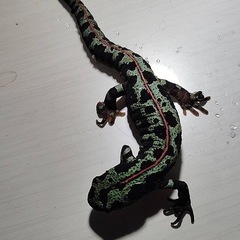 , マダライモリ　2023年　自家繁殖の画像