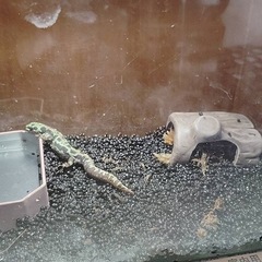 , マダライモリ　2023年　自家繁殖の画像