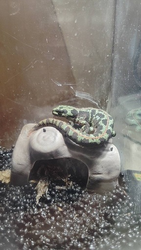 , マダライモリ　2023年　自家繁殖