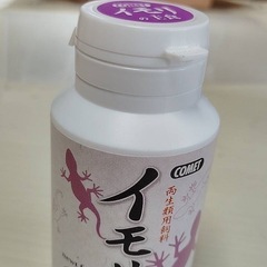 , マダライモリ　2023年　自家繁殖の画像