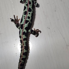 , マダライモリ　2023年　自家繁殖の画像