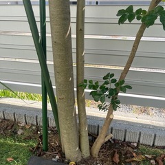 シマトネリコの画像