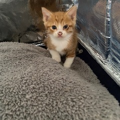子猫の里親さん募集