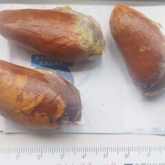 希少　元気な3個!　発芽寸前の元気なMonthongドリアンの最高品種の巨大種の画像