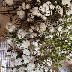 綿花(コットン)売ります。の画像