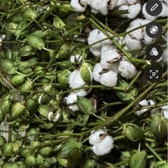 綿花(コットン)売ります。の画像
