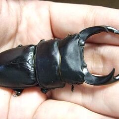 奈良県産オオクワガタ F6 ♂73ミリの画像