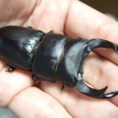 奈良県産オオクワガタ F6 ♂73ミリの画像