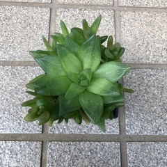 多肉植物🌿ダルマ宝草の画像