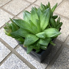 多肉植物🌿ダルマ宝草の画像