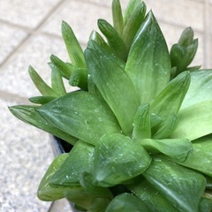 多肉植物🌿ダルマ宝草の画像