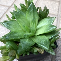 多肉植物🌿ダルマ宝草の画像