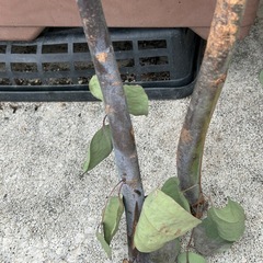 10/31or11/1無料ドライフラワーユーカリツリー🌲プレゼントの画像