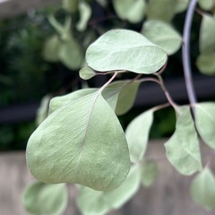 10/31or11/1無料ドライフラワーユーカリツリー🌲プレゼントの画像