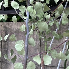 10/31or11/1無料ドライフラワーユーカリツリー🌲プレゼントの画像