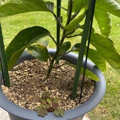 パッションフルーツ　鉢植えの画像