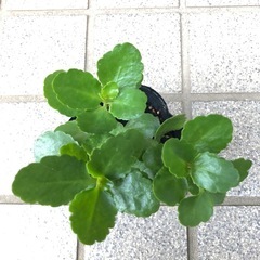 花苗＊カランコエの画像