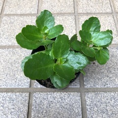 花苗＊カランコエの画像