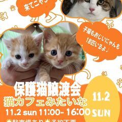 Cat 🐾Start(キャットスタート)💕🐱保護猫ふれあい譲渡会🐱💕