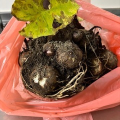 里芋　1キロほどの画像