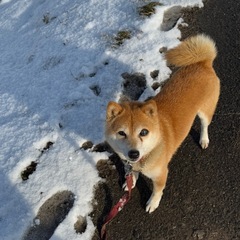 豆柴の女の子です！