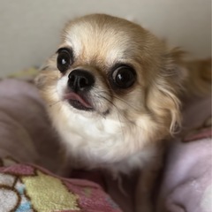 検討中！！チワワ︎︎ ♀推定4歳