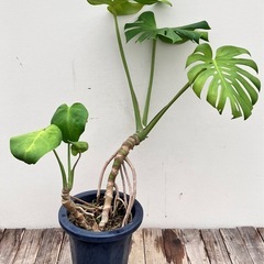 取り引き中観葉植物　モンステラ、フランスゴムの画像