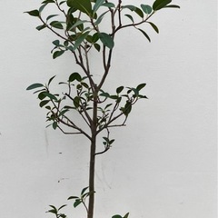 取り引き中観葉植物　モンステラ、フランスゴムの画像