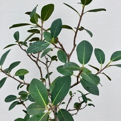 取り引き中観葉植物　モンステラ、フランスゴムの画像