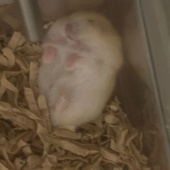 ジャンガリアンハムスター(生後2か月弱)