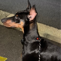 ドーベルマン　1歳3ヶ月