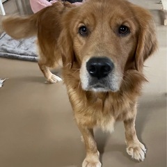 ゴールデン3歳　2頭　人が大好き男の子、女の子