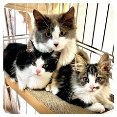 とても可愛い長毛姉妹です！